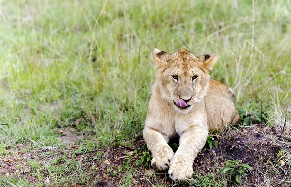 Precioso cachorro de león joven descansando sobre la hierba en la sabana —  Fotos de Stock