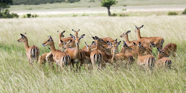 Stado antylop impala czarnolicy (Aepyceros melampus) — Zdjęcie stockowe