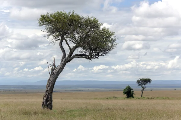 Arbres rares du genre acacia dans la réserve de savane Masai Mara — Photo