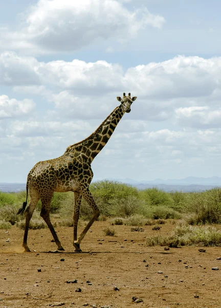 Girafa africana no arbusto da savana — Fotografia de Stock