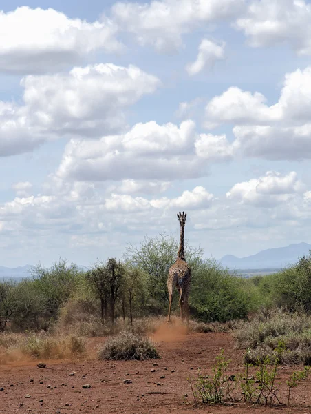 Girafe effrayée fonctionne sur la savane — Photo