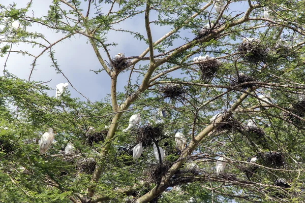 Lugar de anidación en grupo de Garceta blanca del ganado en una acacia —  Fotos de Stock