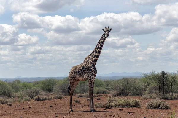 Girafa africana no arbusto da savana — Fotografia de Stock