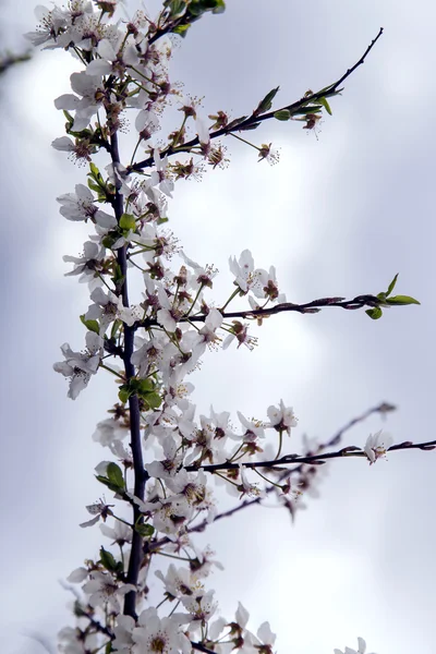 White flowers adorn the branches of apple tree — Stock Photo, Image