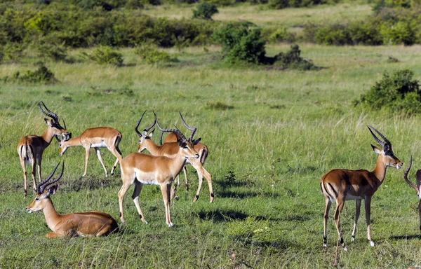 Besättningen av män svart-faced impala antiloper (Aepyceros melampus) — Stockfoto