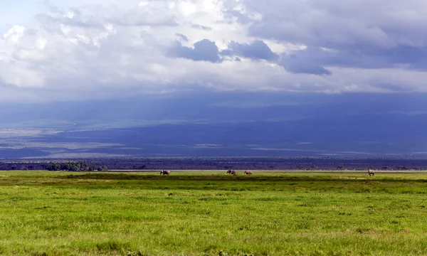 Nagy család, az afrikai elefánt (Loxodonta africana) legeltetés a szavanna — Stock Fotó