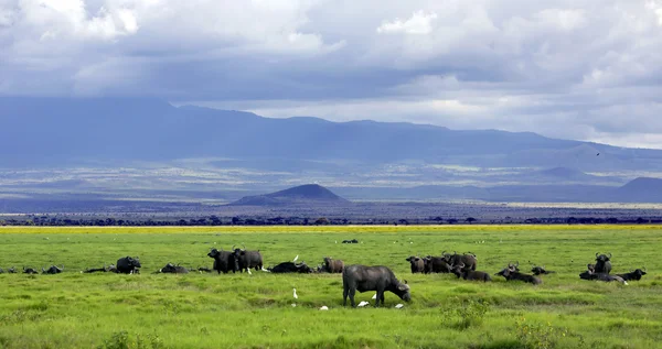 Manada de búfalos africanos na savana — Fotografia de Stock