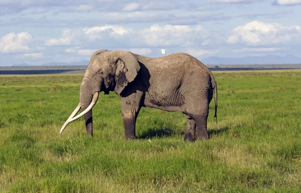 Αφρικανική ζούγκλα ελέφαντας (Africana Loxodonta) — Φωτογραφία Αρχείου