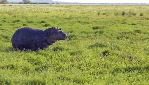 Hippo bete i savannen — Stockfoto