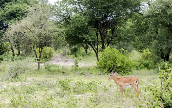 Antylopy mężczyzna impala czarnolicy (Aepyceros melampus) — Zdjęcie stockowe