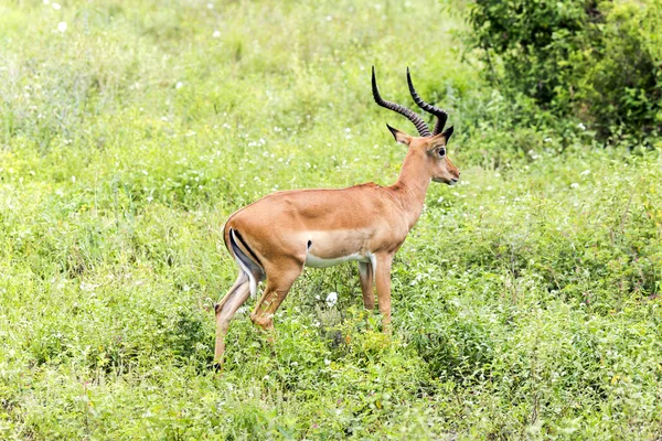 En manlig svart-faced impala antiloper (Aepyceros melampus) — Stockfoto