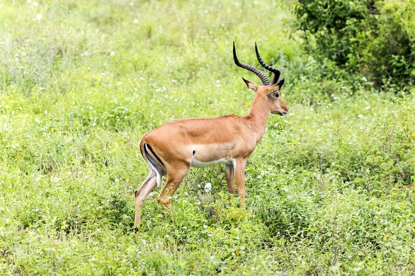 Antylopy mężczyzna impala czarnolicy (Aepyceros melampus) — Zdjęcie stockowe