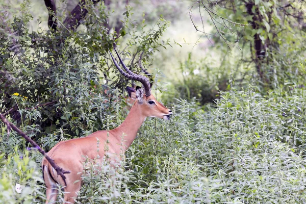 Antilopy samec černý-stál před impala (Aepyceros melampus) — Stock fotografie