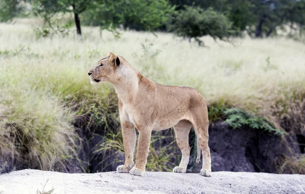 Schöne Löwin, die anmutig auf einem Felsen steht — Stockfoto