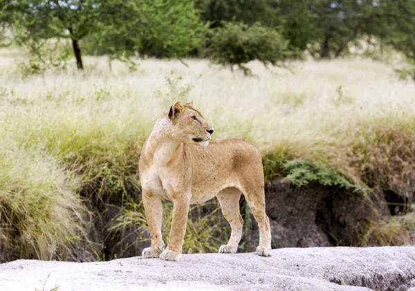 Härlig lejoninna graciöst stående på en sten — Stockfoto