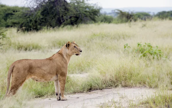 Linda leoa graciosamente de pé na savana — Fotografia de Stock