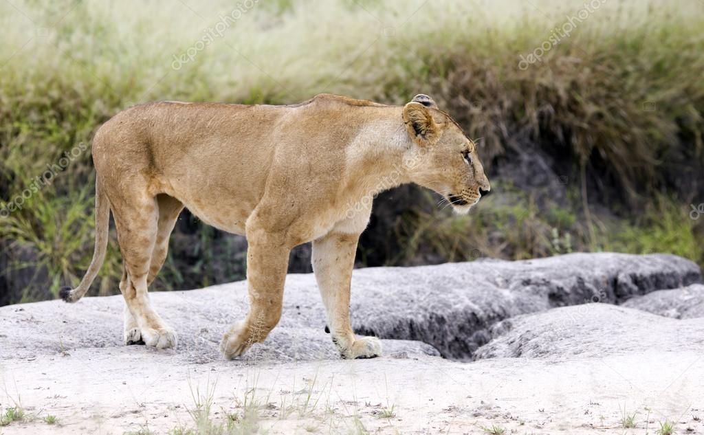 Lovely lioness gracefully standing in the savannah