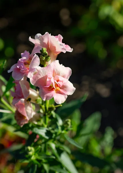 Snapdragon Flowers Antirrhinum Closeup Garden — Stock Photo, Image