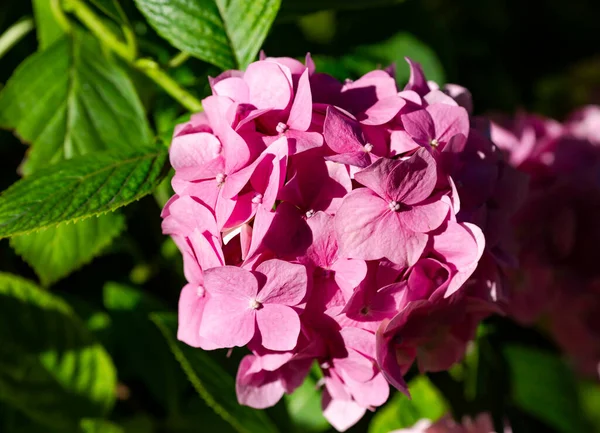 Pink Hydrangea Hydrangea Macrophylla Lyses Upp Starkt Solljus Trädgården — Stockfoto
