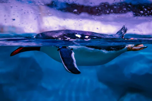 Pingüino Subantártico Pingüino Gentoo Pygoscelis Papuadives Charco Agua Helada —  Fotos de Stock