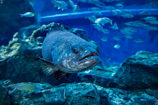 Giant Grouper Queensland Grouper Fish Close Aquarium — Stock Photo, Image