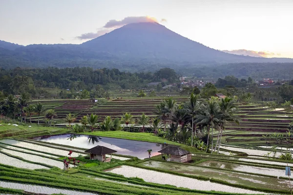 Beautiful Sunrise Jatiluwih Rice Terraces Background Spellbinding Mount Batukaru Mount — стоковое фото