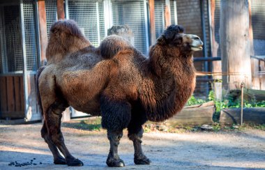 Ulusal parkta Bactrian devesi Camelus bactrianus güneşli bir gün
