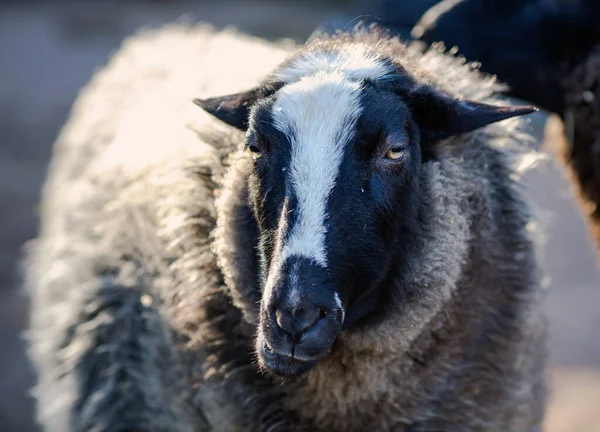 Portrait Black White Sheep Looking Camera Close — Stock Photo, Image