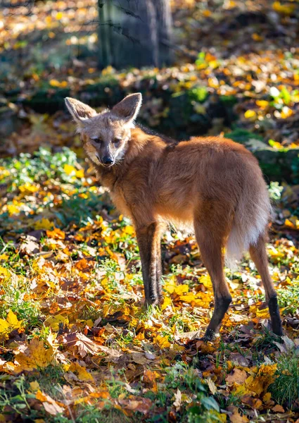 Maned Wolf Zonnige Herfstdag Het Nationale Park — Stockfoto