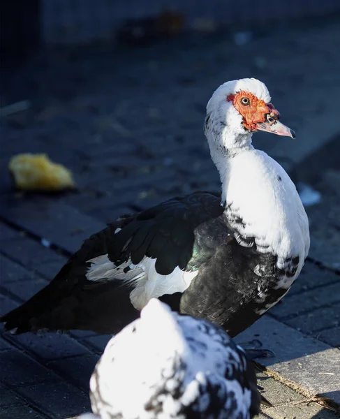 Anatre Indo Bianco Nero Che Passeggiano Fattoria — Foto Stock