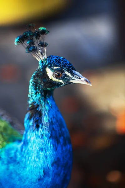 Cabeça Azul Brilhante Pescoço Pavão Com Penas Como Uma Crista — Fotografia de Stock