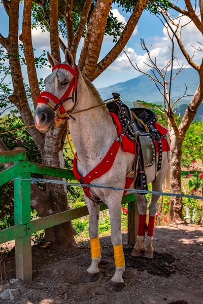 在中美洲哥斯达黎加 骑着明亮的弹药 骑着灰马在等候观光客 — 图库照片
