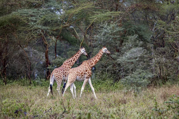 Dvě Africké Žirafy Loukách Savany Národním Parku Tarangire Tanzanie — Stock fotografie