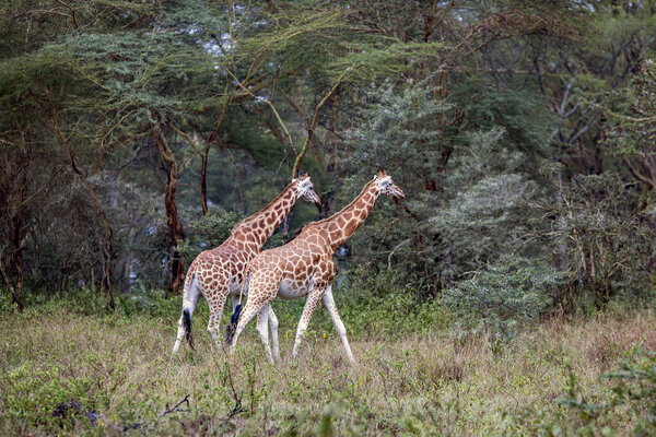 Two African giraffe in the meadows of the savannah in Tarangire National Park, Tanzania.