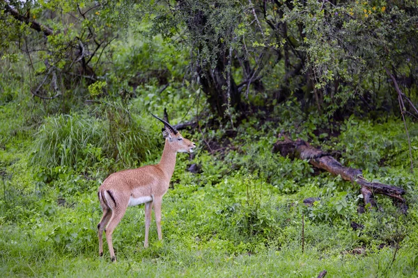 Dorcas Gazelle Gazella Dorcas Neglecta Pastando Chuva Parque Nacional Maasai — Fotografia de Stock