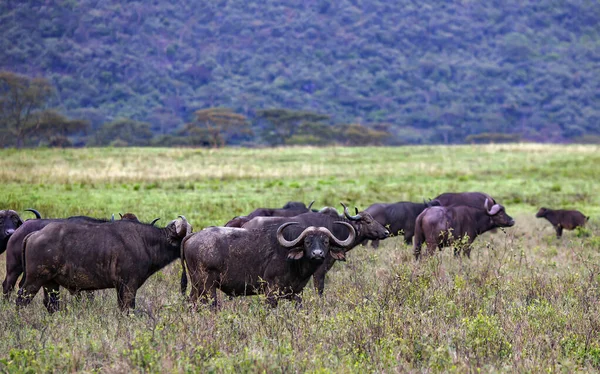 非洲水牛牧民 Herd African Buffalo 是肯尼亚马赛马拉国家公园的大型非洲哺乳动物 — 图库照片