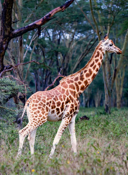 Africká Žirafa Loukách Savany Deštivém Dni Národním Parku Tarangire Tanzanii — Stock fotografie