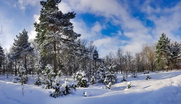 Schöner Nadelwald Einem Sonnigen Wintertag Riga Lettlandkaltes Winterwetter — Stockfoto