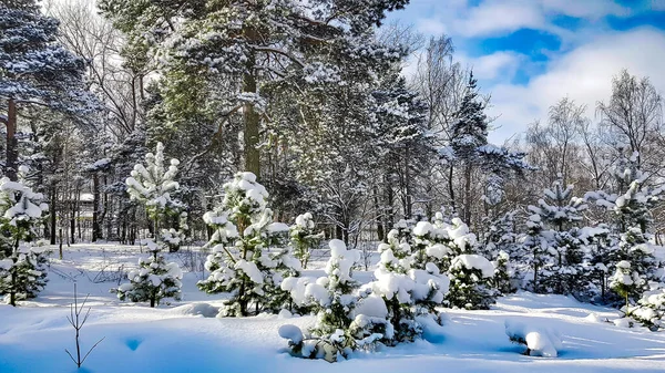 Vacker Barrskog Vintersolig Dag Riga Lettlandkallt Vinterväder — Stockfoto
