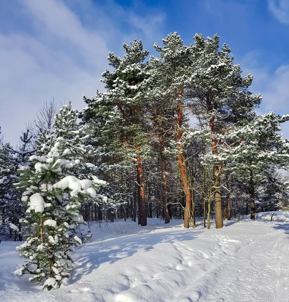 Bela Floresta Coníferas Dia Ensolarado Inverno Riga Letóniatempo Frio Inverno — Fotografia de Stock