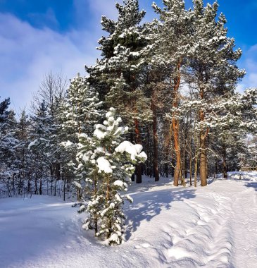 Riga 'da kış güneşli bir günde güzel kozalaklı orman, Letonya Soğuk kış havası.