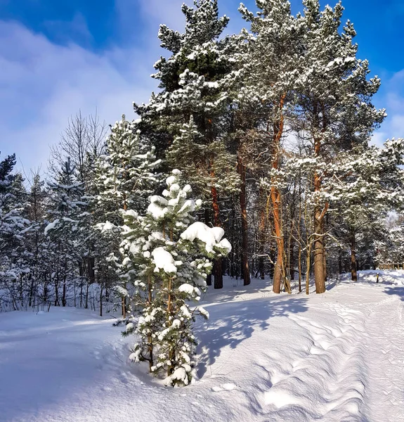 Hermoso Bosque Coníferas Día Soleado Invierno Riga Letoniaclima Frío Invierno — Foto de Stock