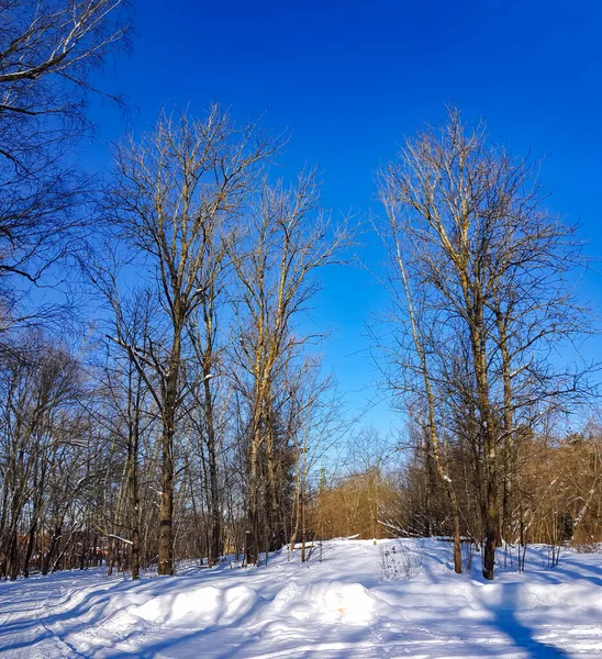 Árvores Inverno Parque Dia Ensolarado Inverno — Fotografia de Stock