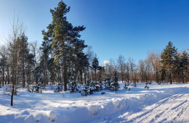 Riga, Letonya 'da kış güneşli bir günde güzel bir kozalaklı orman. Soğuk kış havası..