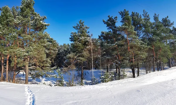 Krásný Jehličnatý Les Zimě Slunečný Den Rize Lotyšska Studené Zimní — Stock fotografie