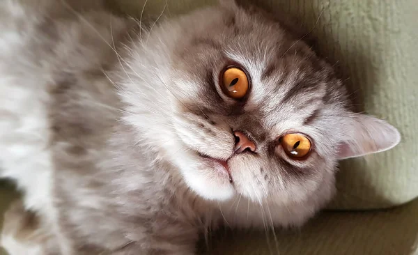 Portrait Gray Cute Cat Yellow Eyes Close — Stock Photo, Image