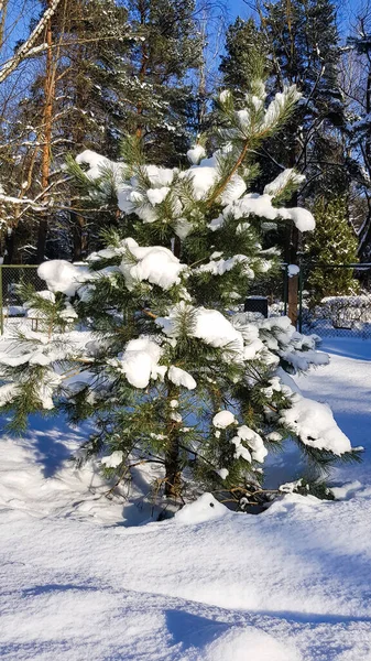 Pino Joven Cubierto Nieve Día Soleado Brillante — Foto de Stock