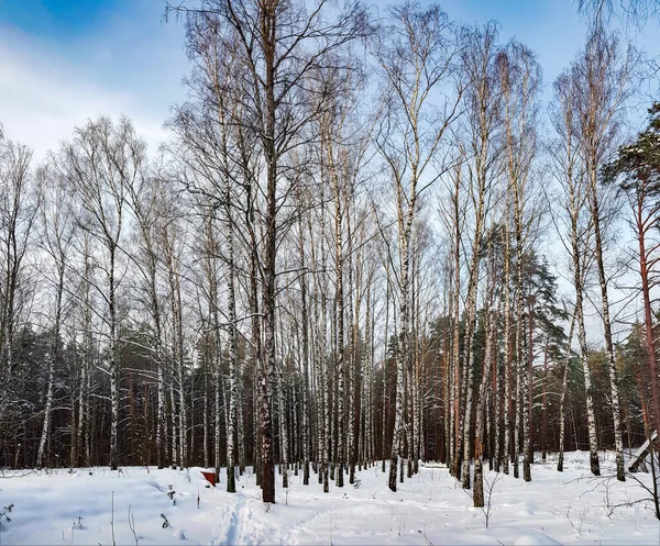 Belo Bosque Bétula Coberto Neve Plantado Fileiras Pares Riga Letônia — Fotografia de Stock