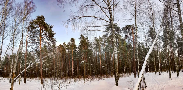 Panorama Floresta Mista Coberta Neve Pôr Sol Riga Letónia — Fotografia de Stock