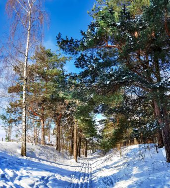 Riga, Letonya 'da kış güneşli bir günde güzel bir kozalaklı orman. Soğuk kış havası.